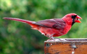 Northern Cardinal