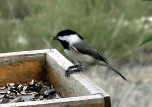 Carolina Chickadee