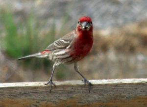 House Finch