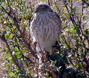 Cooper's Hawk