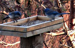 Scrub Jays