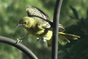 Female Orchard Oriel