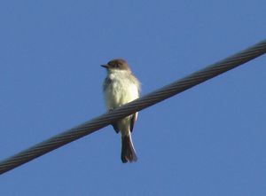 Eastern Phoebe