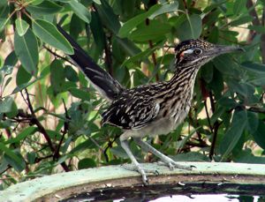 Greater Road Runner