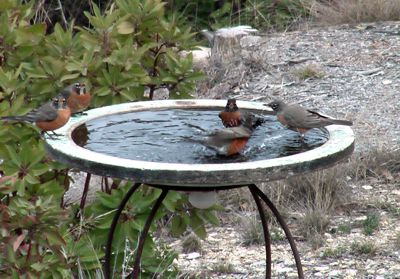 American Robin