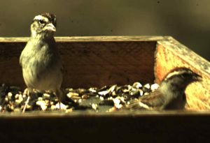 Song Sparrow