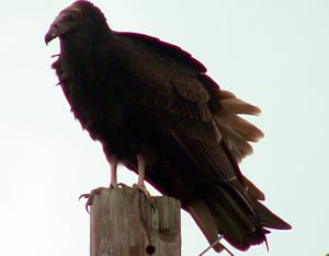 Black Vulture